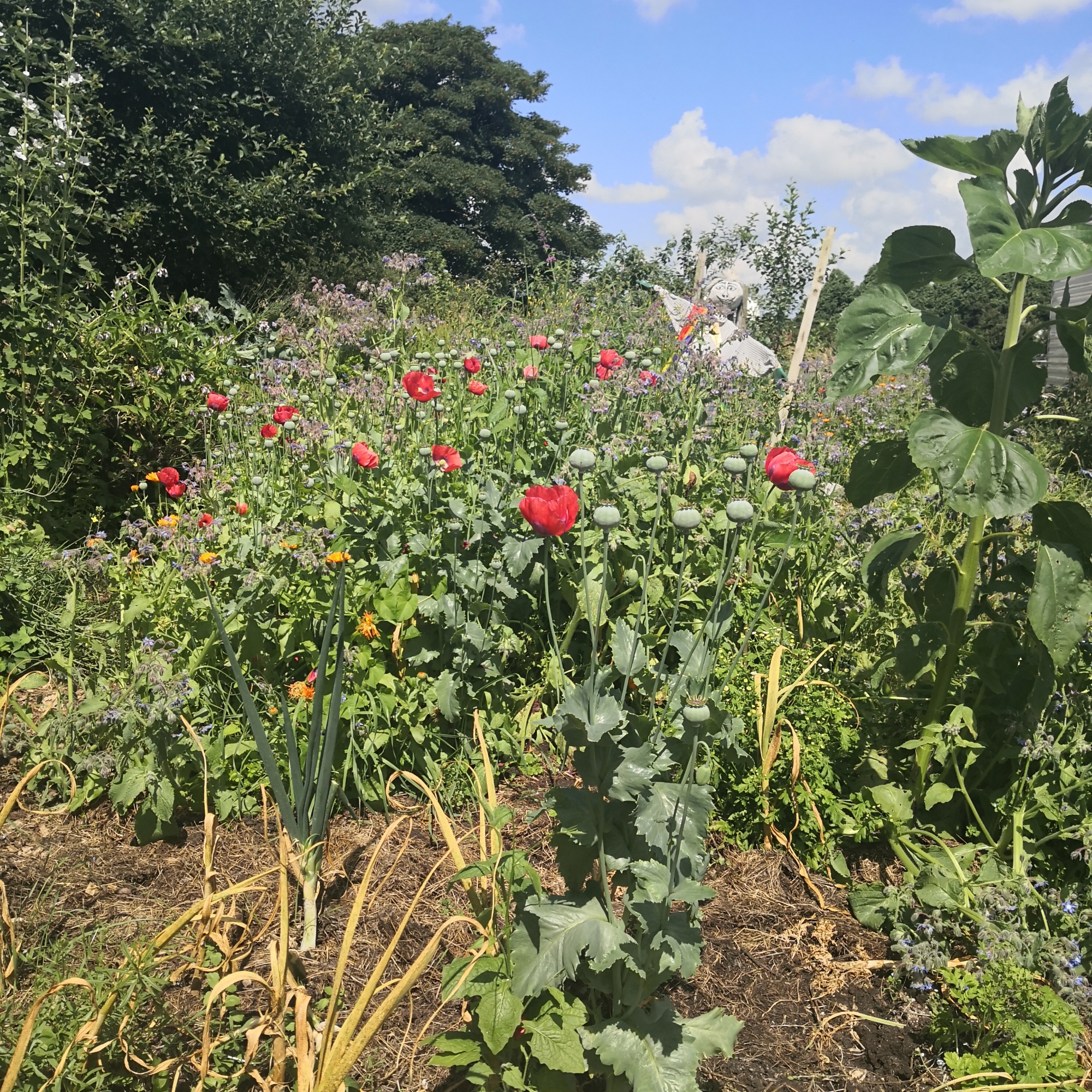 vegetable-garden-scarecrow-rainbow-lgbt-permaculture-garlic-poppies-sunflower-borage-trees